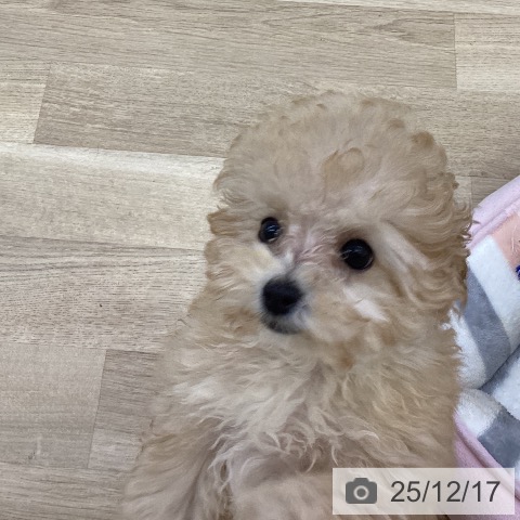 トイ・プードルの写真