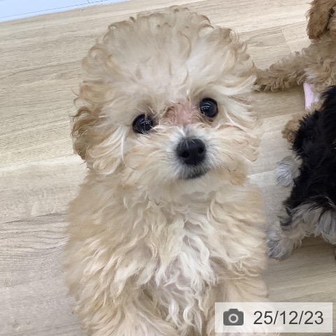 山梨県のトイプードル(トイ) (ペットプラス 甲府昭和店/2025年9月17日生まれ/女の子/クリーム)の子犬の3枚目の画像