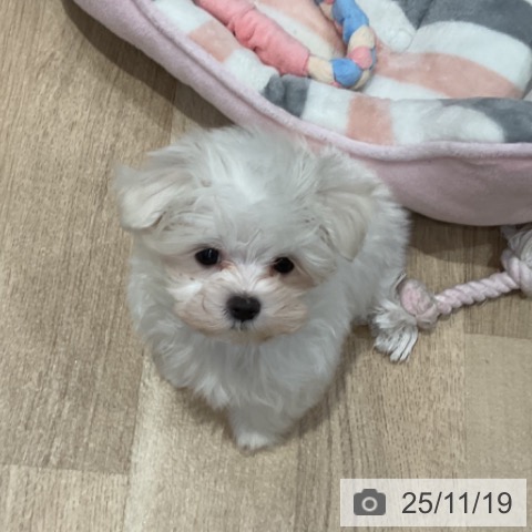 埼玉県のマルチーズ (ペットプラス ららぽーと富士見店/2025年9月15日生まれ/男の子/ホワイト)の子犬の4枚目の画像