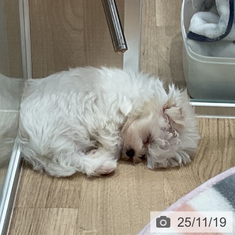 埼玉県のマルチーズ (ペットプラス ららぽーと富士見店/2025年9月15日生まれ/男の子/ホワイト)の子犬の3枚目の画像