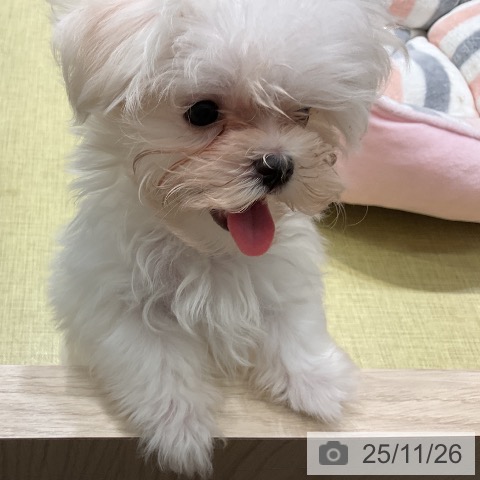 マルチーズの写真