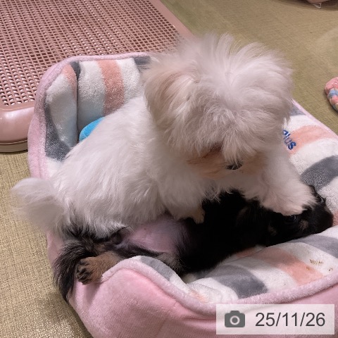 マルチーズの写真