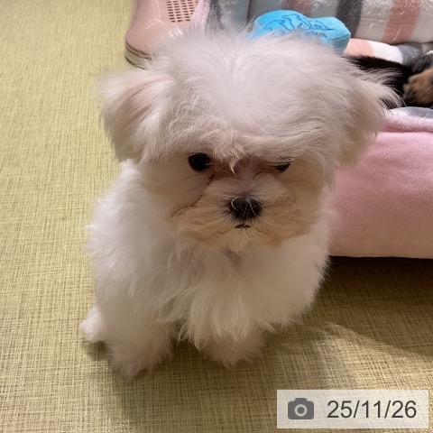 マルチーズの写真