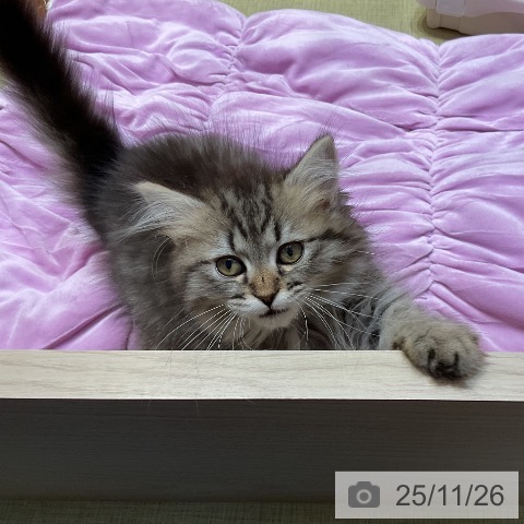 サイベリアンの写真