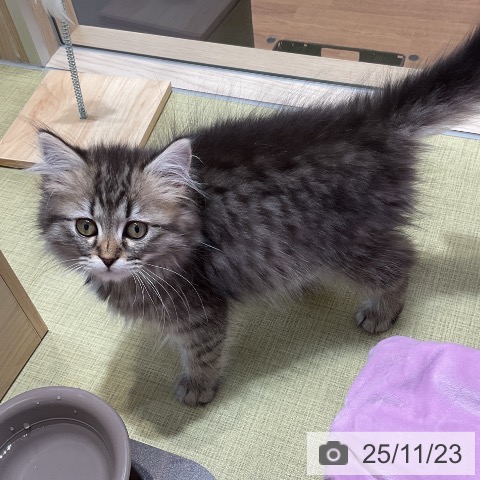 サイベリアンの写真