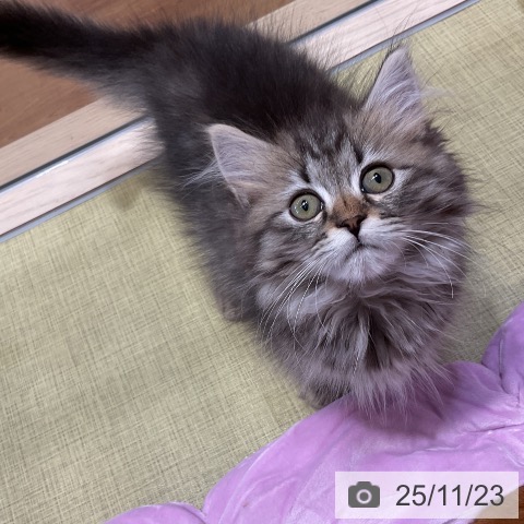 サイベリアンの写真