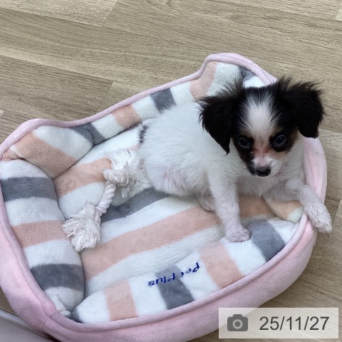 山梨県のパピヨン (ペットプラス 甲府昭和店/2025年9月15日生まれ/男の子/トライカラー)の子犬の4枚目の画像