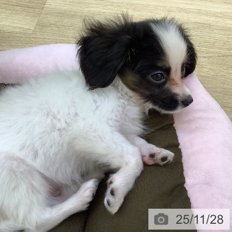 山梨県のパピヨン (ペットプラス 甲府昭和店/2025年9月15日生まれ/男の子/トライカラー)の子犬の3枚目の画像