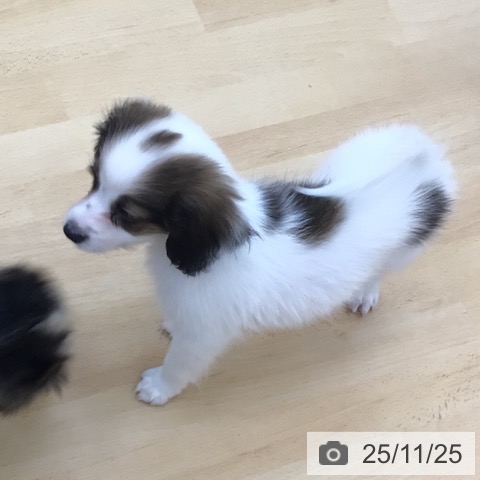 青森県のパピヨン (ペットプラス 青森浜田店/2025年9月15日生まれ/男の子/ホワイトブラウン)の子犬の4枚目の画像