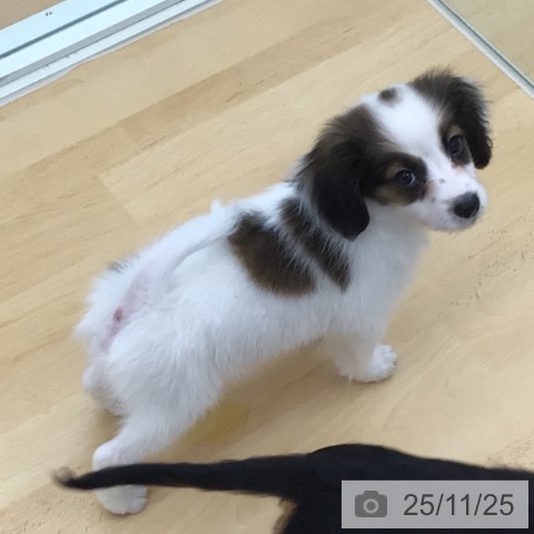 青森県のパピヨン (ペットプラス 青森浜田店/2025年9月15日生まれ/男の子/ホワイトブラウン)の子犬の3枚目の画像