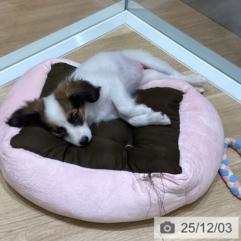 岩手県のパピヨン (ペットプラス 盛岡南店/2025年9月15日生まれ/女の子/ホワイトブラウン)の子犬の4枚目の画像