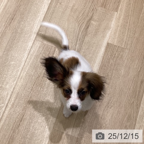 岩手県のパピヨン (ペットプラス 盛岡南店/2025年9月15日生まれ/女の子/ホワイトブラウン)の子犬の4枚目の画像