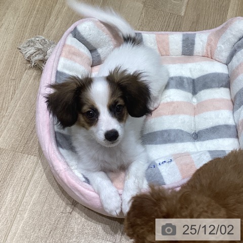 岩手県のパピヨン (ペットプラス 盛岡南店/2025年9月15日生まれ/女の子/ホワイトブラウン)の子犬の3枚目の画像