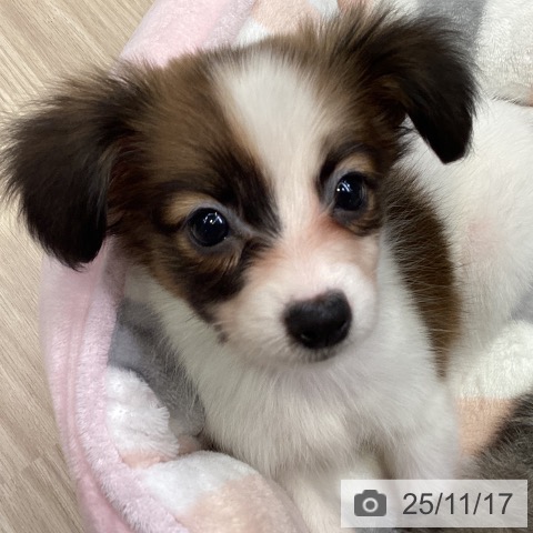 パピヨンの写真