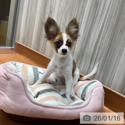 パピヨンの写真