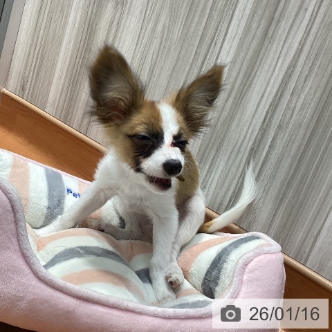 パピヨンの写真
