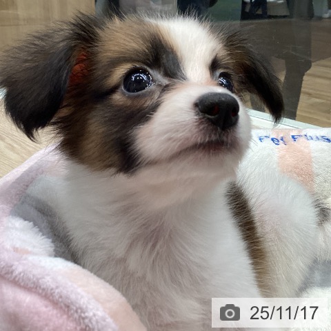 パピヨンの写真