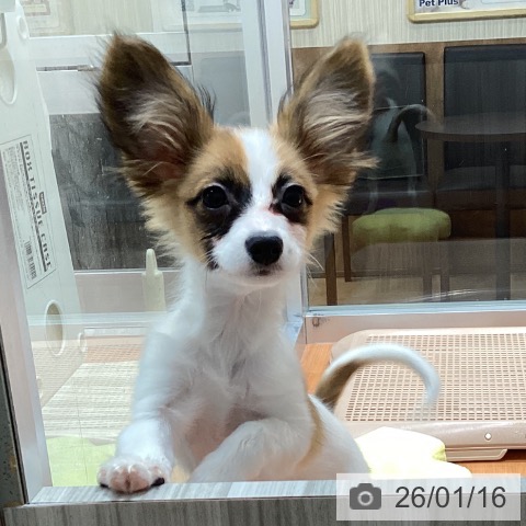 パピヨンの写真