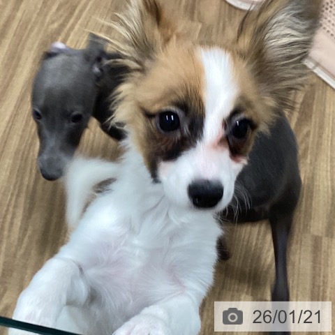 パピヨンの写真