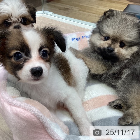 パピヨンの写真