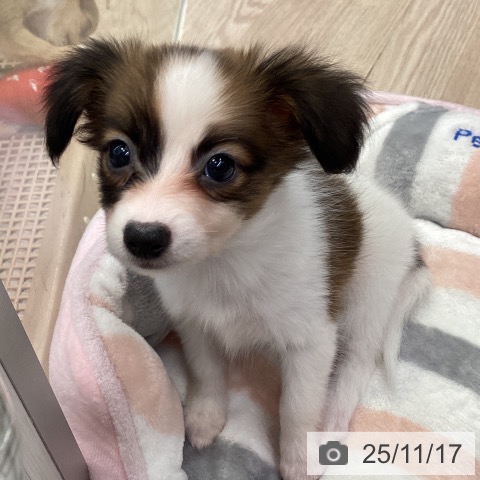 パピヨンの写真