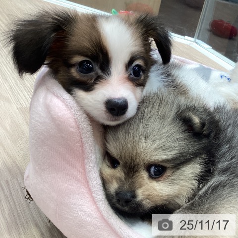 パピヨンの写真