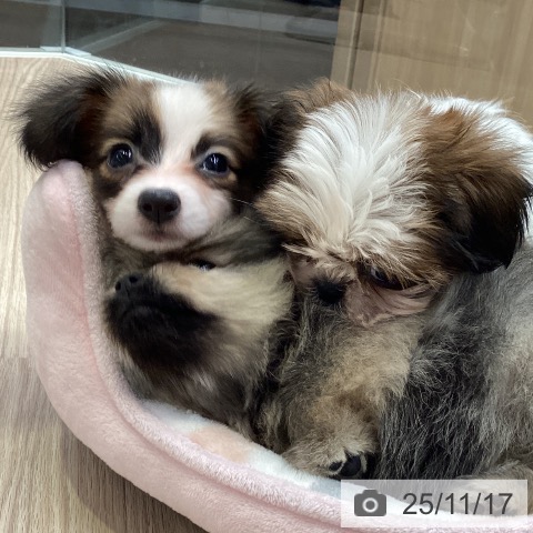 パピヨンの写真