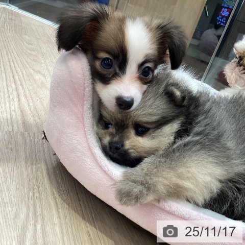 パピヨンの写真