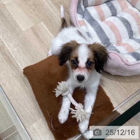 東京都のパピヨン (ペットプラス 立川高島屋S.C.店/2025年9月15日生まれ/女の子/ホワイトブラウン)の子犬の4枚目の画像