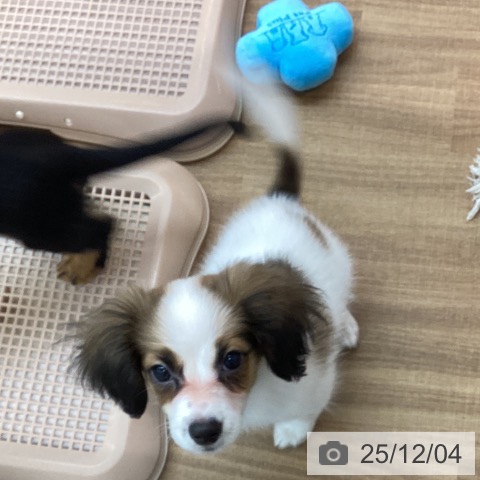 東京都のパピヨン (ペッツワン 青梅インター店/2025年9月15日生まれ/女の子/ホワイトブラウン)の子犬の3枚目の画像