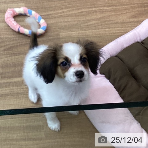 東京都のパピヨン (ペットプラス 立川高島屋S.C.店/2025年9月15日生まれ/女の子/ホワイトブラウン)の子犬の3枚目の画像