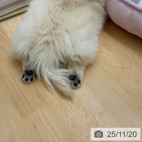 ペキニーズの写真