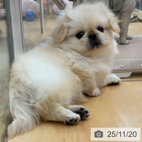 ペキニーズの写真