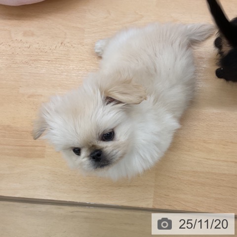 ペキニーズの写真