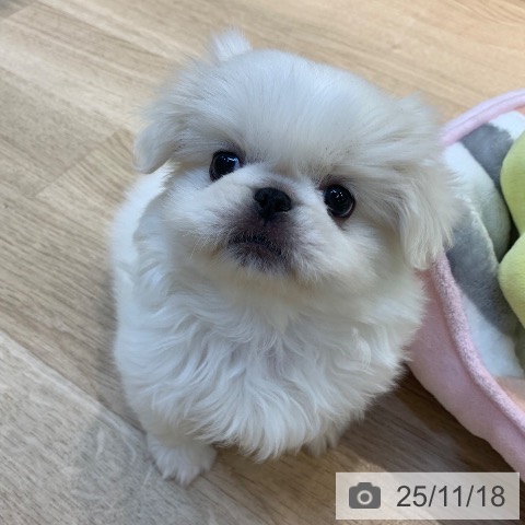 ペキニーズの写真