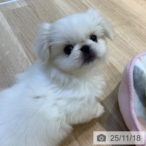 ペキニーズの写真