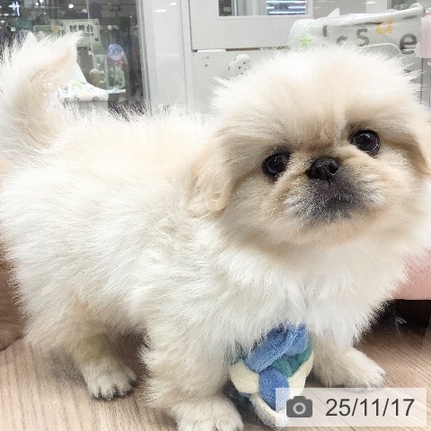 ペキニーズの写真