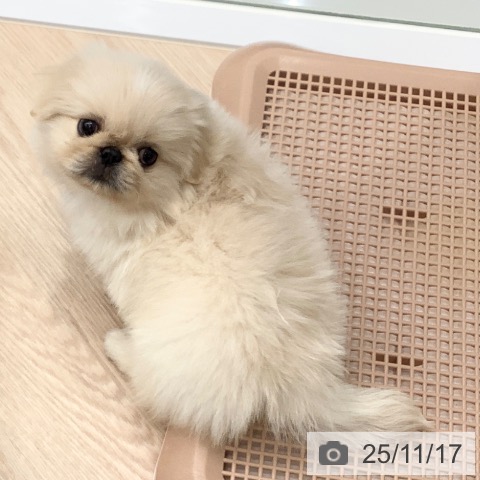 ペキニーズの写真