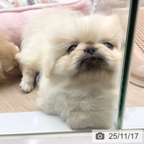 ペキニーズの写真