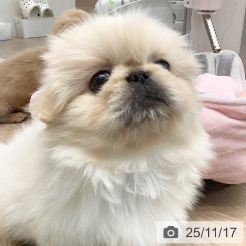 ペキニーズの写真