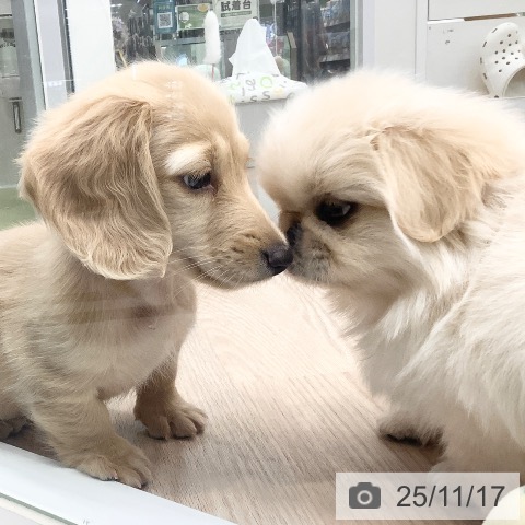 ペキニーズの写真