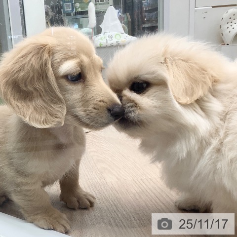 ペキニーズの写真