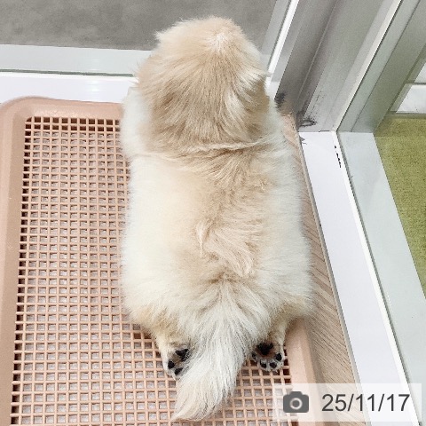 ペキニーズの写真