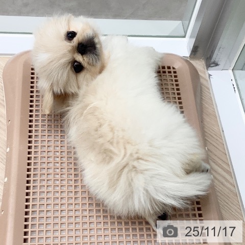 ペキニーズの写真