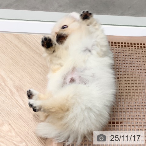 ペキニーズの写真