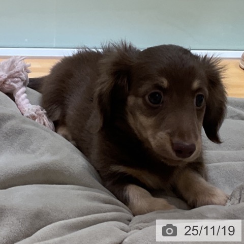 ミニチュア・ダックスフンドの写真