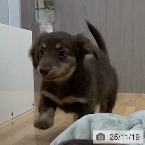 ミニチュア・ダックスフンドの写真