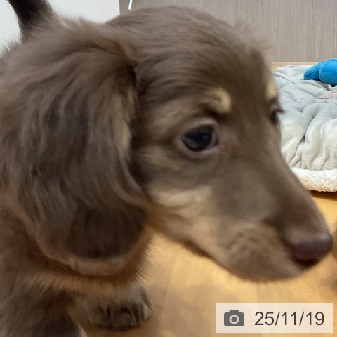 ミニチュア・ダックスフンドの写真