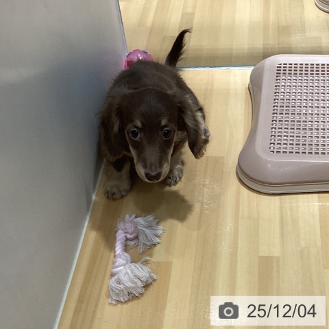 埼玉県のミニチュアダックスフンド(ロング) (ペットプラス 与野店/2025年9月17日生まれ/男の子/チョコレートタン)の子犬の3枚目の画像