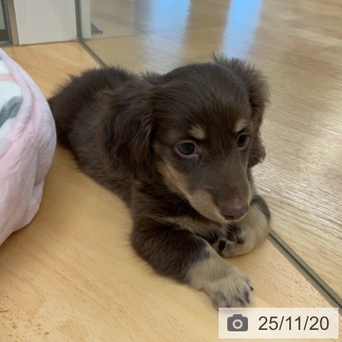 ミニチュア・ダックスフンドの写真